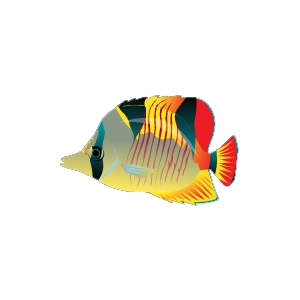 Flame Fin Butterflyfish